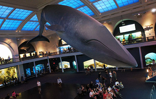 Giant Blue Whale on display.