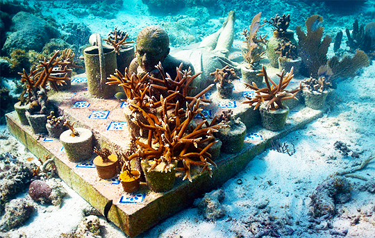A man checking out his flowers at the Cancun Underwater Museum