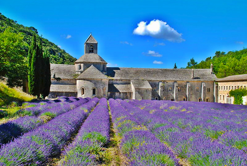 Lavender garden at the Sénanque Abbey