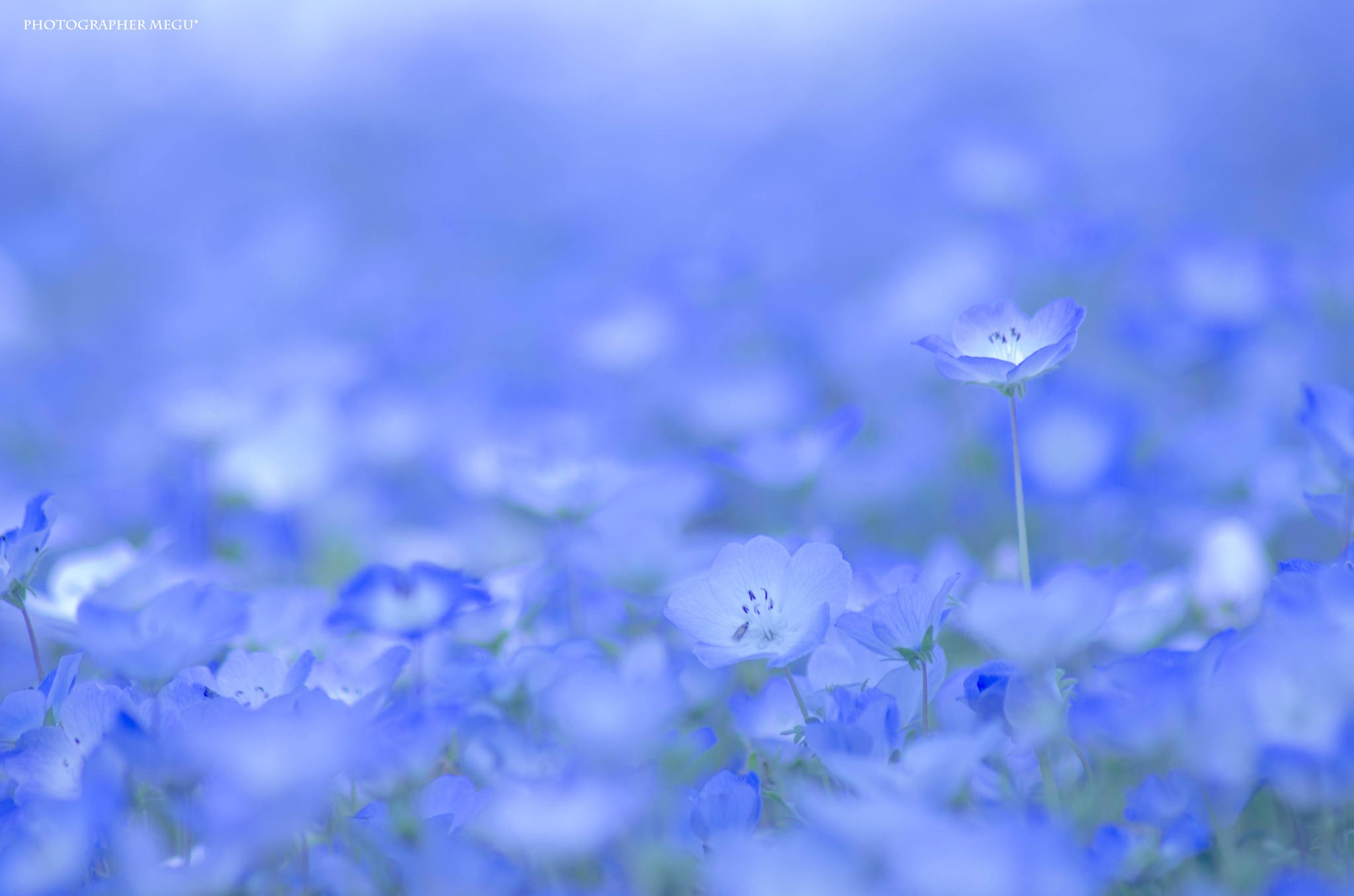 Close up of the gorgeous Nemophila flower