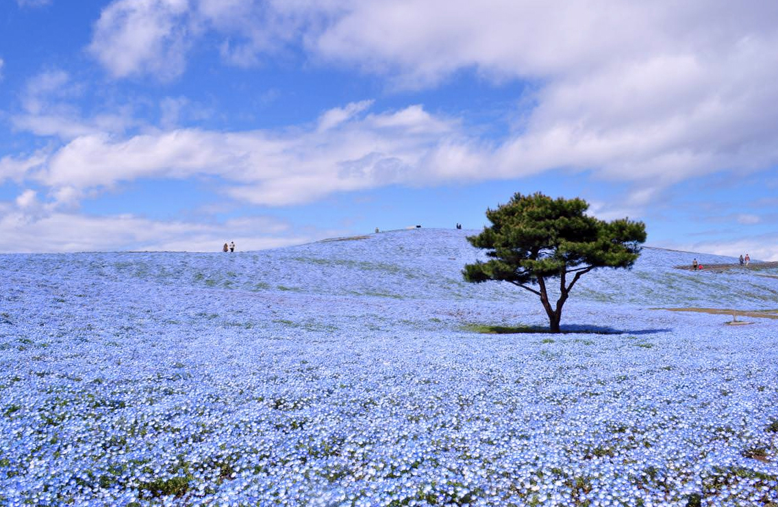 Also known as Baby blue-eyes, these flowers bloom during Spring