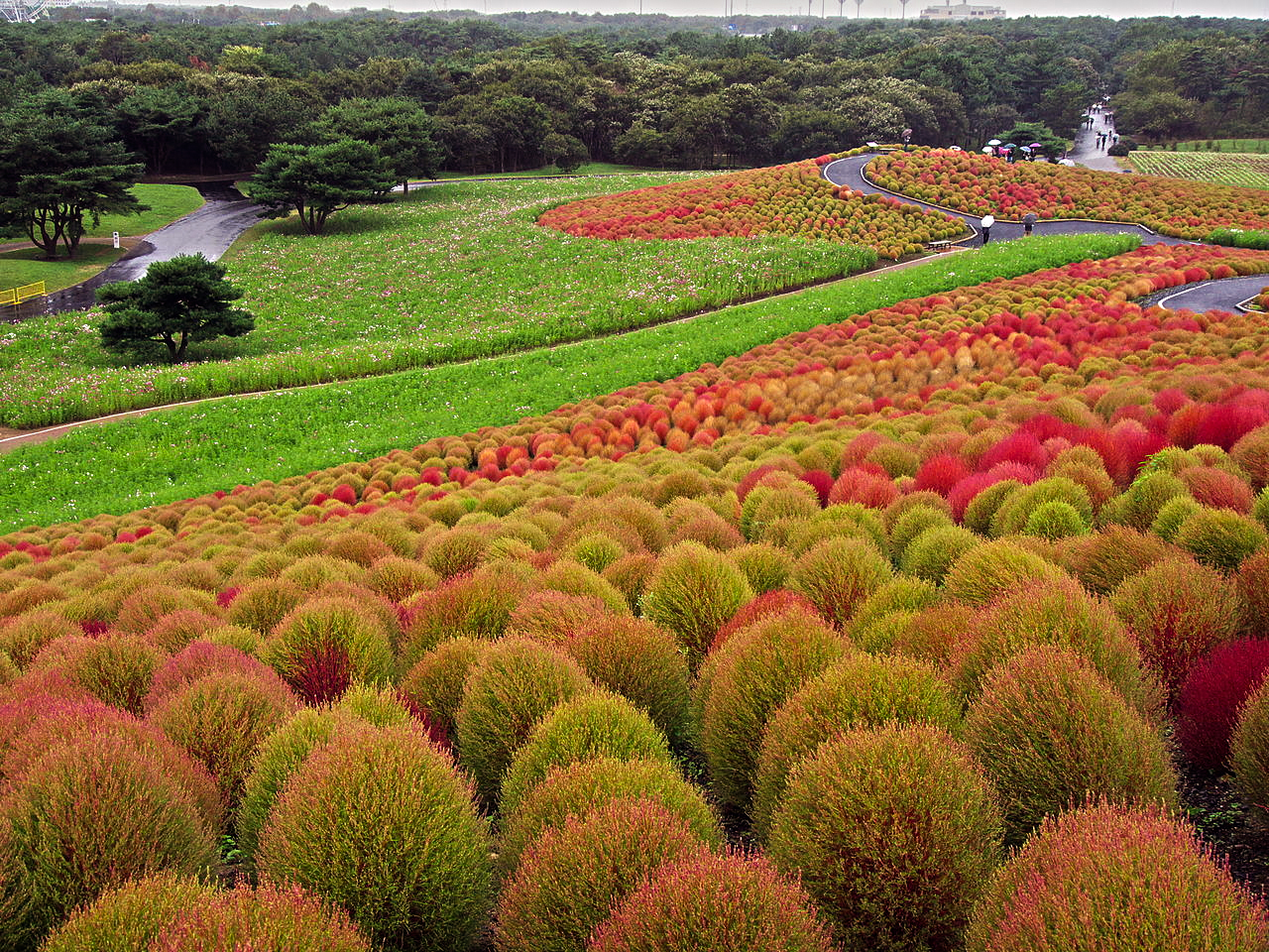 These Bassia plants change colors according to the season.  