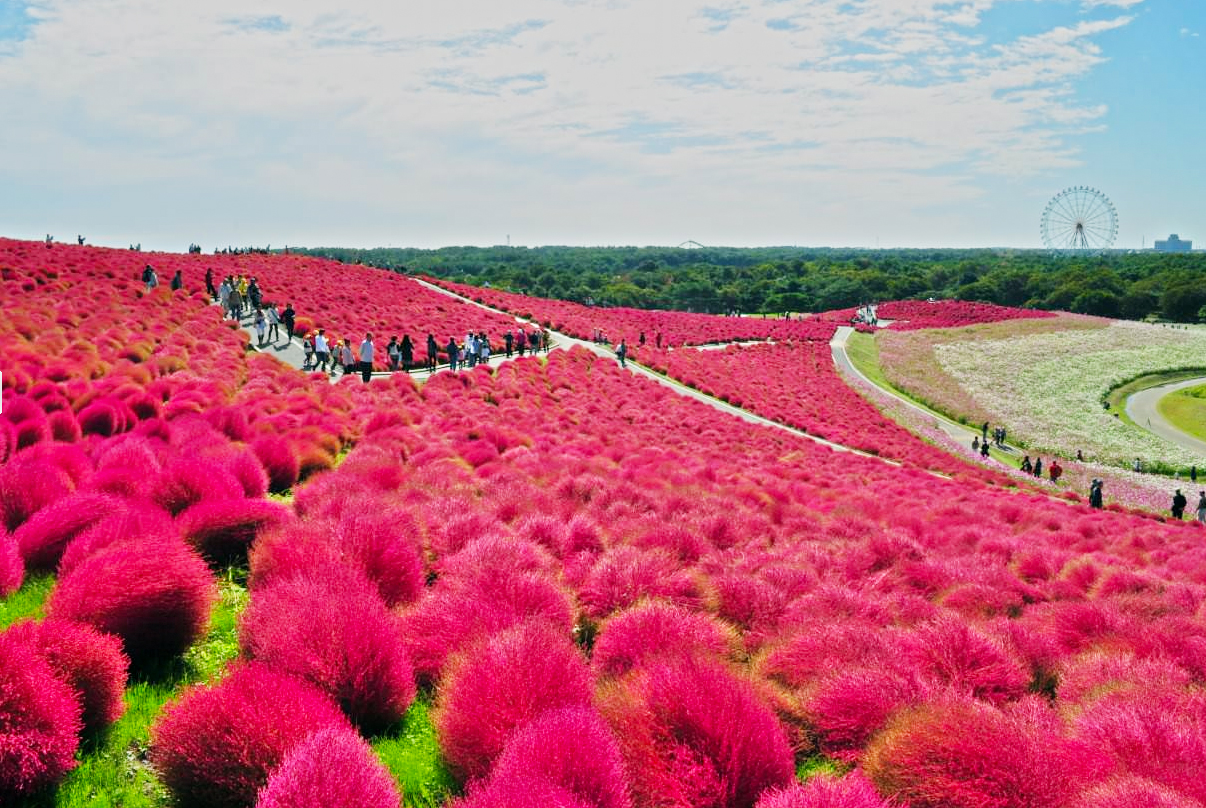 Fields of Bassia in all its autumn glory shade of crimson.