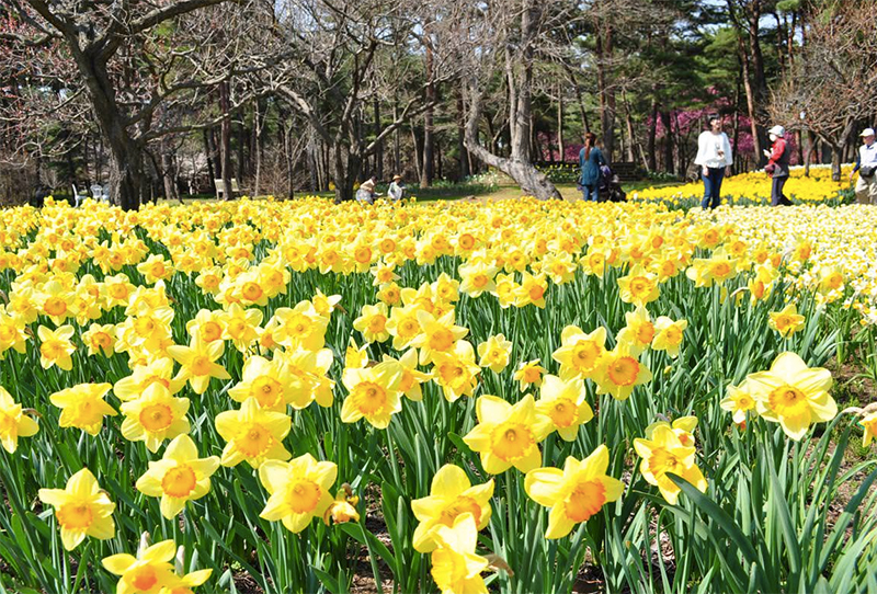 These daffodils are at their brightest between late March to mid April.