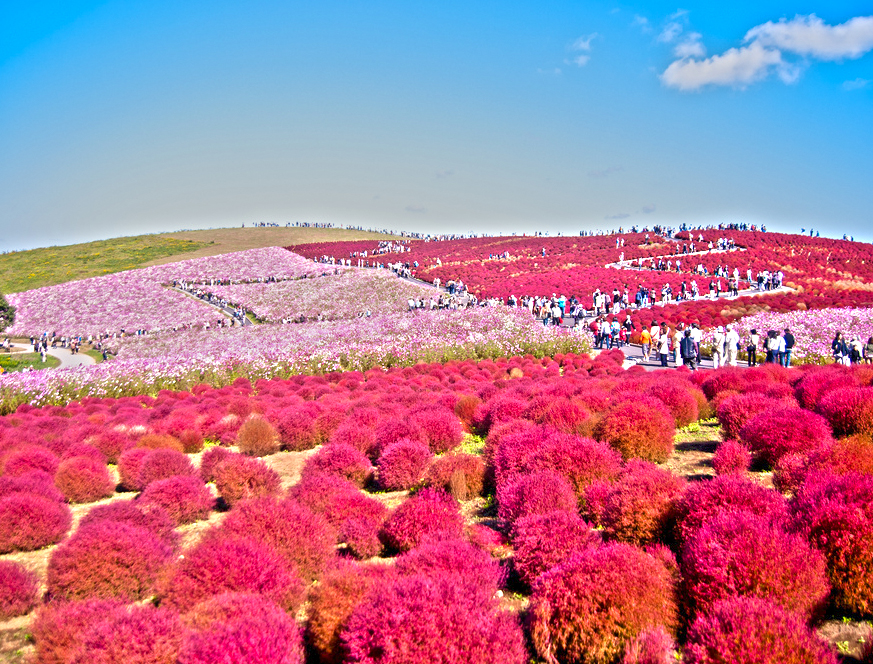 The Colorful Hitachi Seaside Park