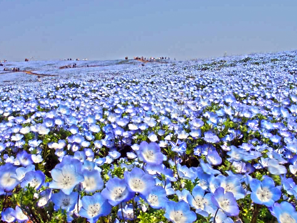 The Hitachi Seaside Park