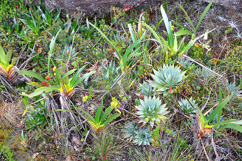 Mount Roraima has its own unique vegetation. 