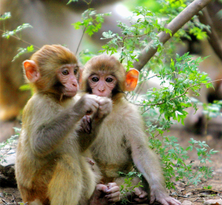 The Macaque monkeys in the Yuntai Shan Geopark