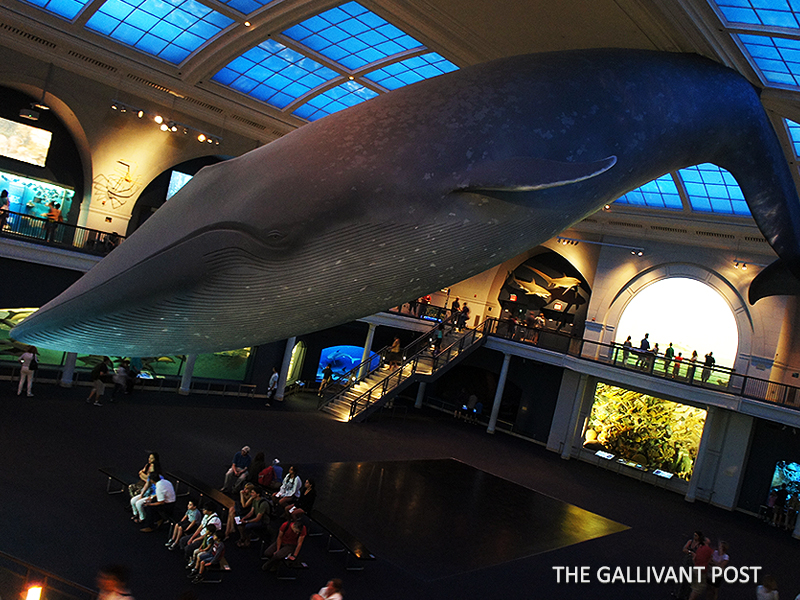 Metropolitan Museum's Ocean of Life