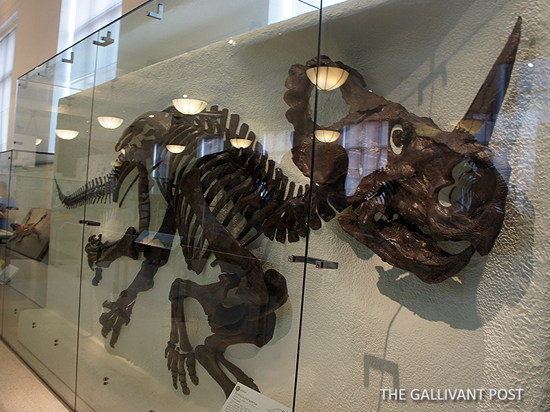 The Fossils Hall at the MET