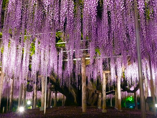 Fuji Tree in Ashikaga Flower Park