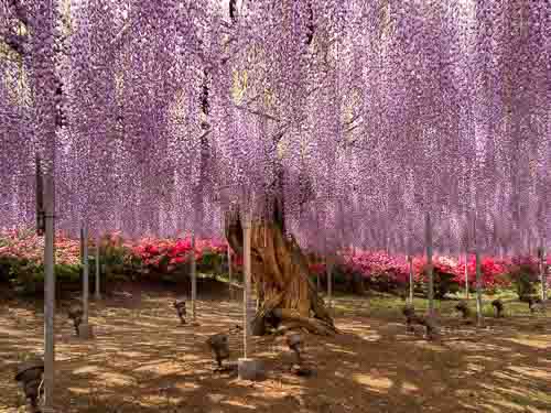 Ashikaga Flower Park wisteria tree