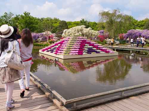 Ashikaga Flower Park flowers