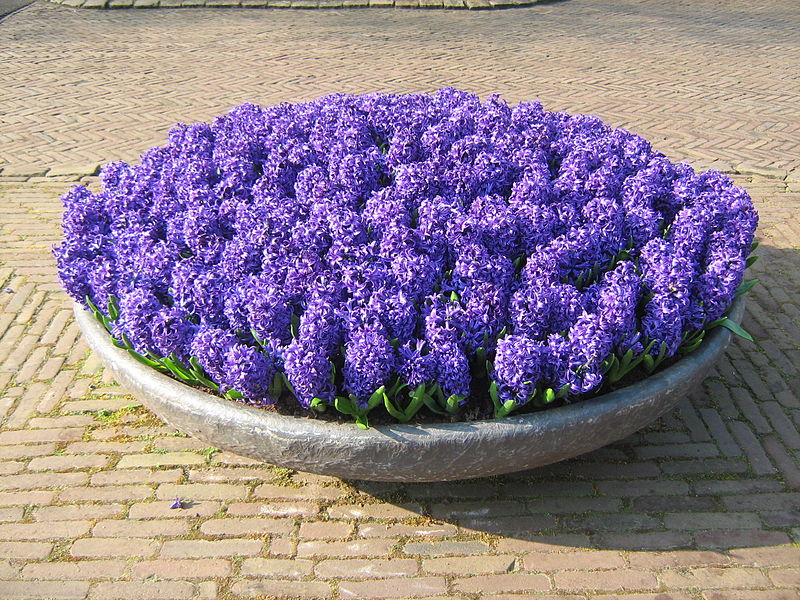 Pot of flowers on dispolay at the Keukenhof Garden