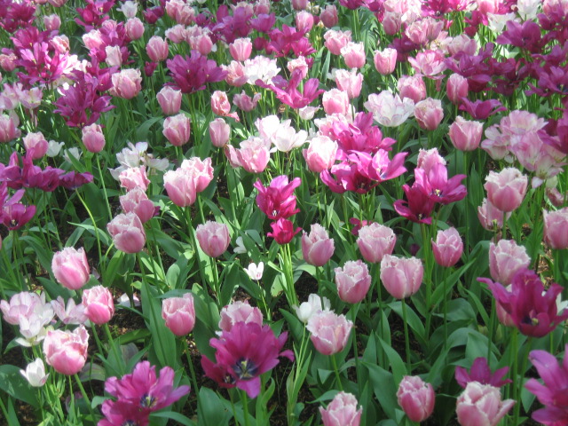 Filed of flowers in the Keukenhof Garden