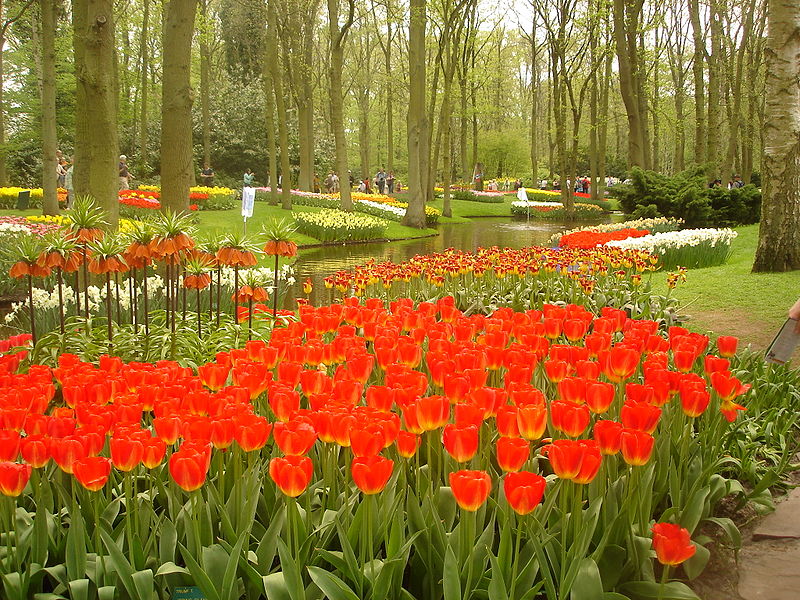 A sea of red in the Keukenhof Garden. 