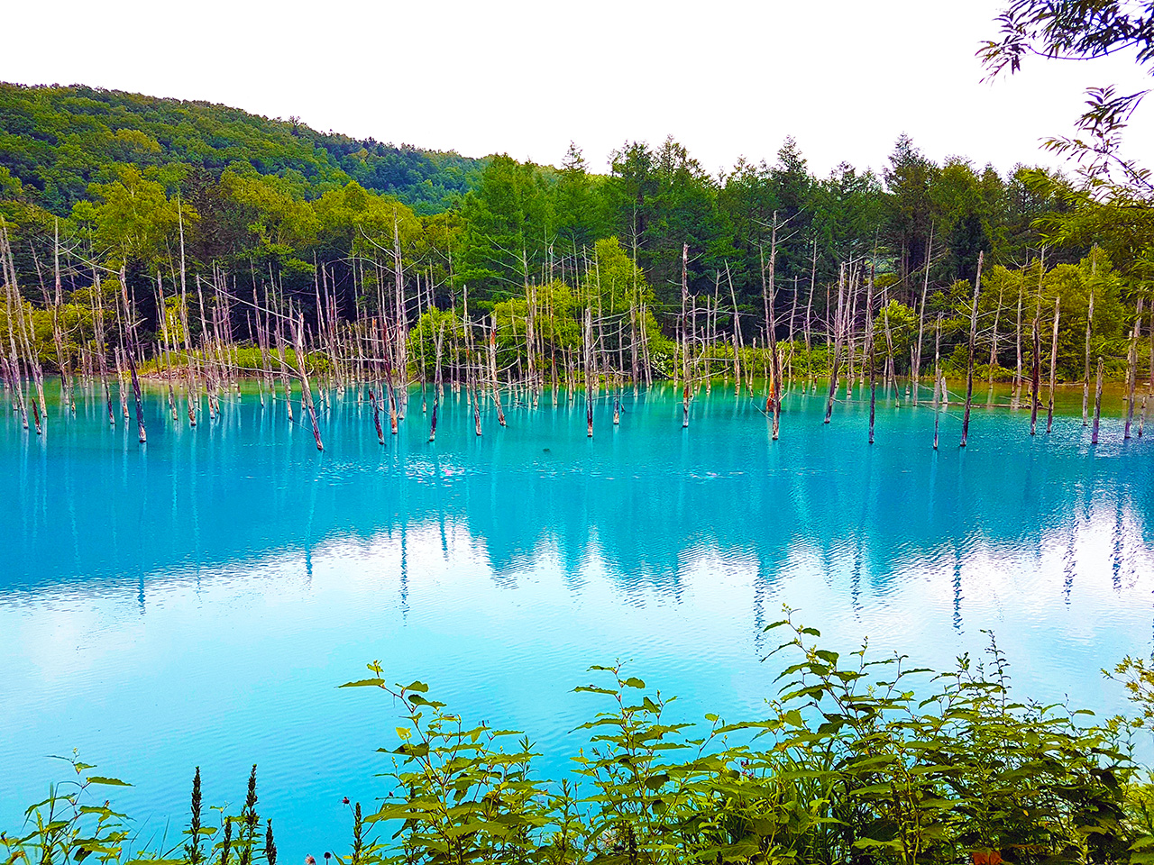 Overview of the Blue Pond in Biei, Hokkaido