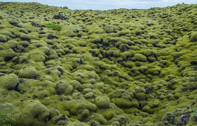 The mossy Eldhraun Lava Field