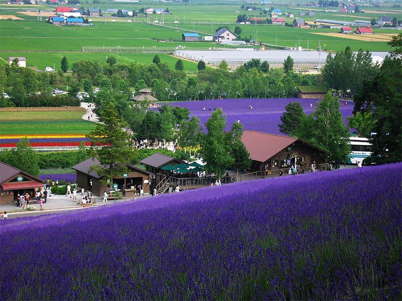 A sloping field of lavender flowers