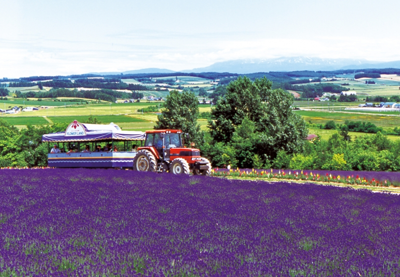 Tractor on tour at lavender fields