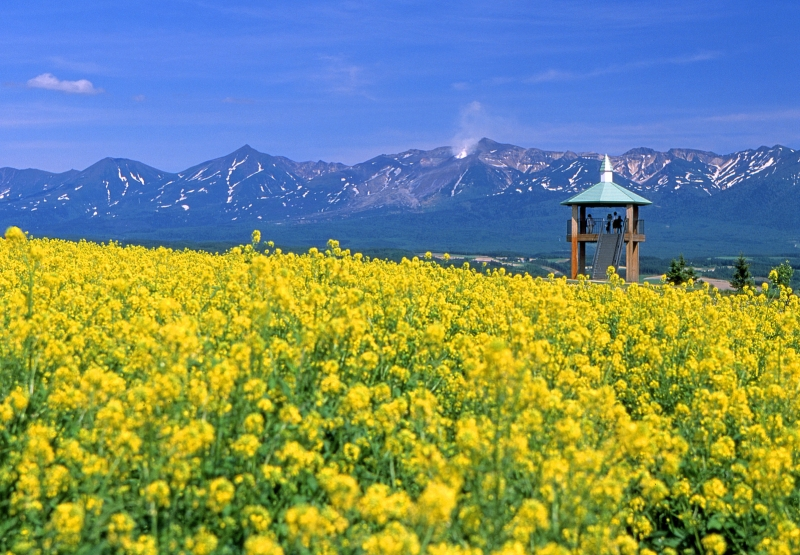 Yellow flowers in full bloom during summer