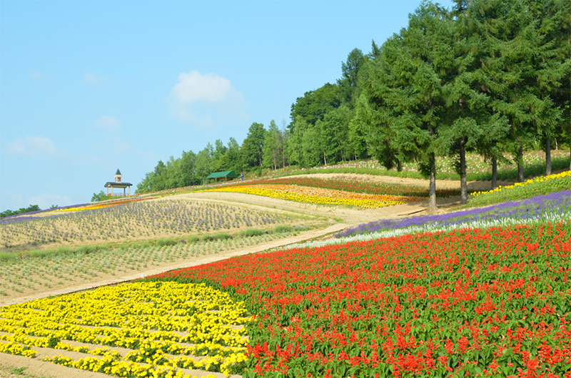 Colorful flowers at the Saika Farm