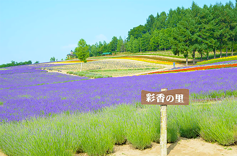 Lavender fields in summer