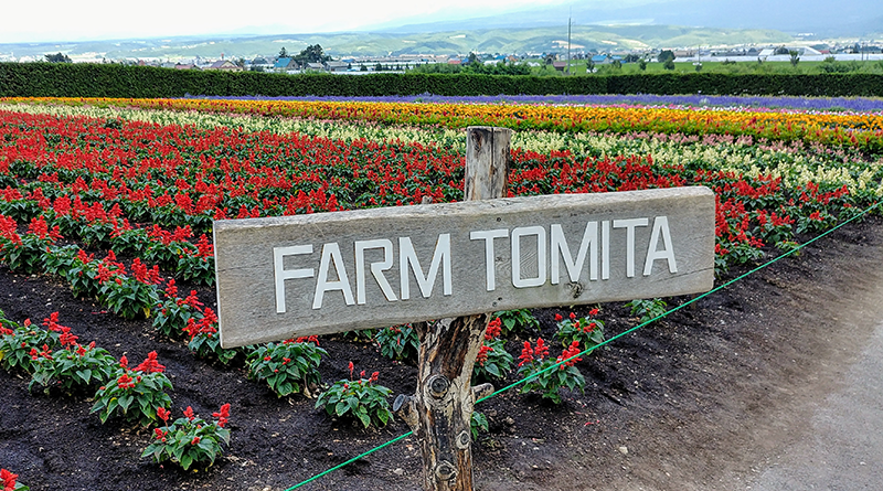 Farm Tomita Flower field