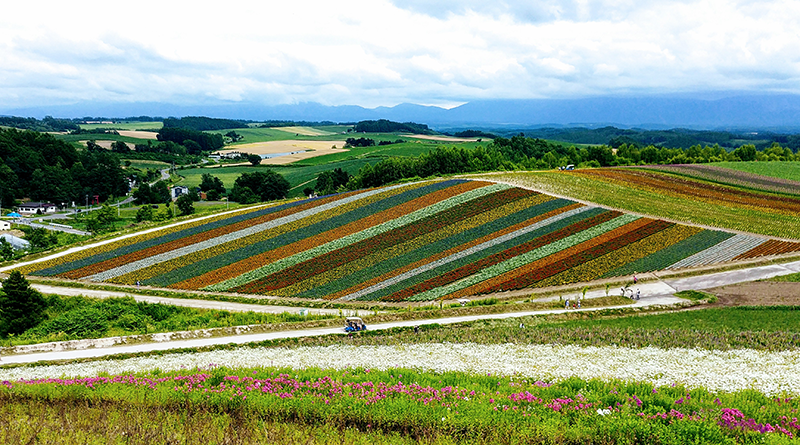 Rolling fields of colorful flowers in Farm Tomita