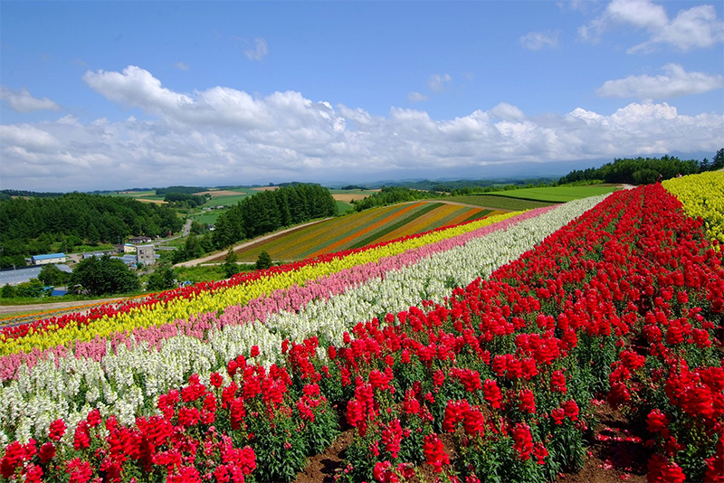 Rows of rainbow-colored flowers