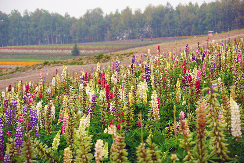 Seasonal flowers in full bloom